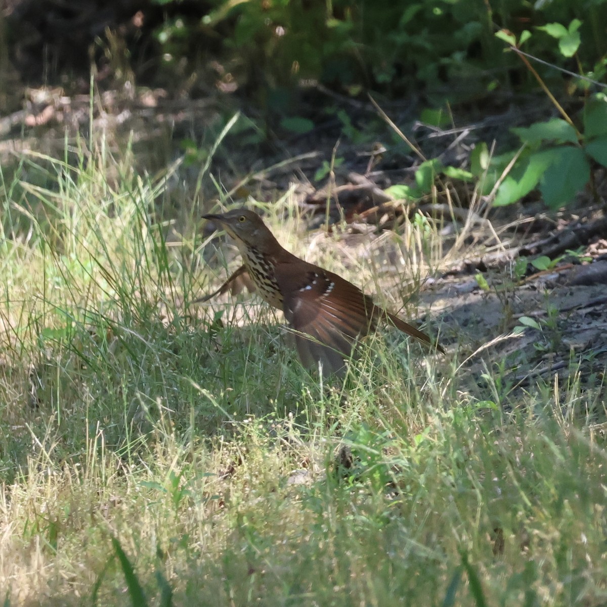 Brown Thrasher - ML620428700