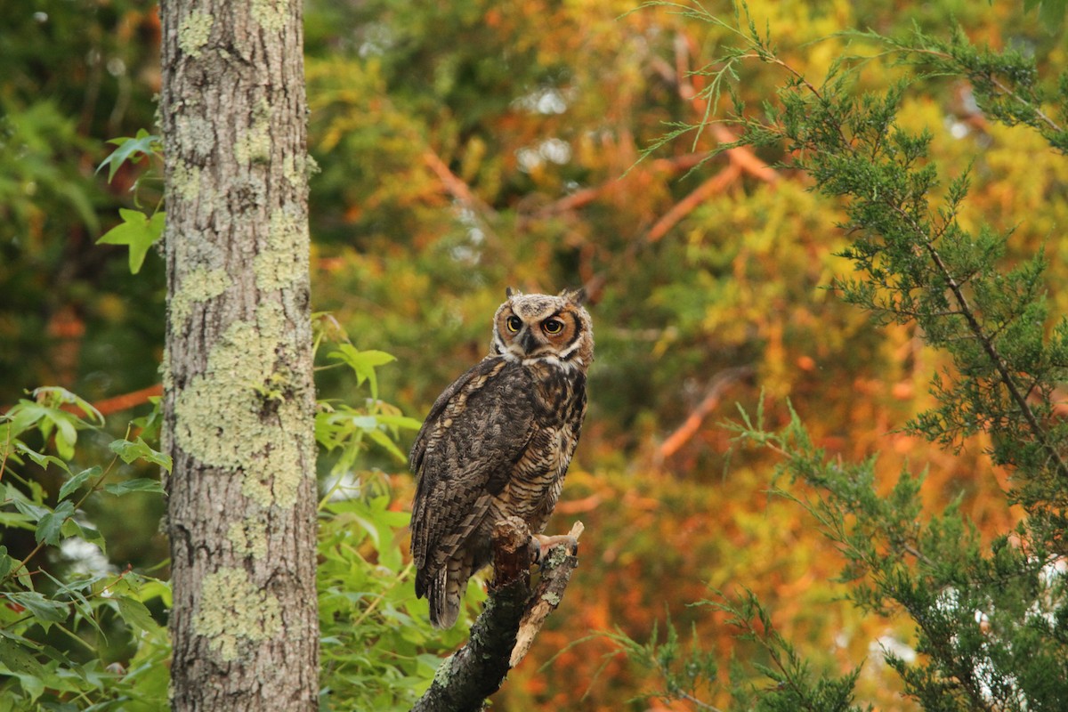 Great Horned Owl - ML620428706