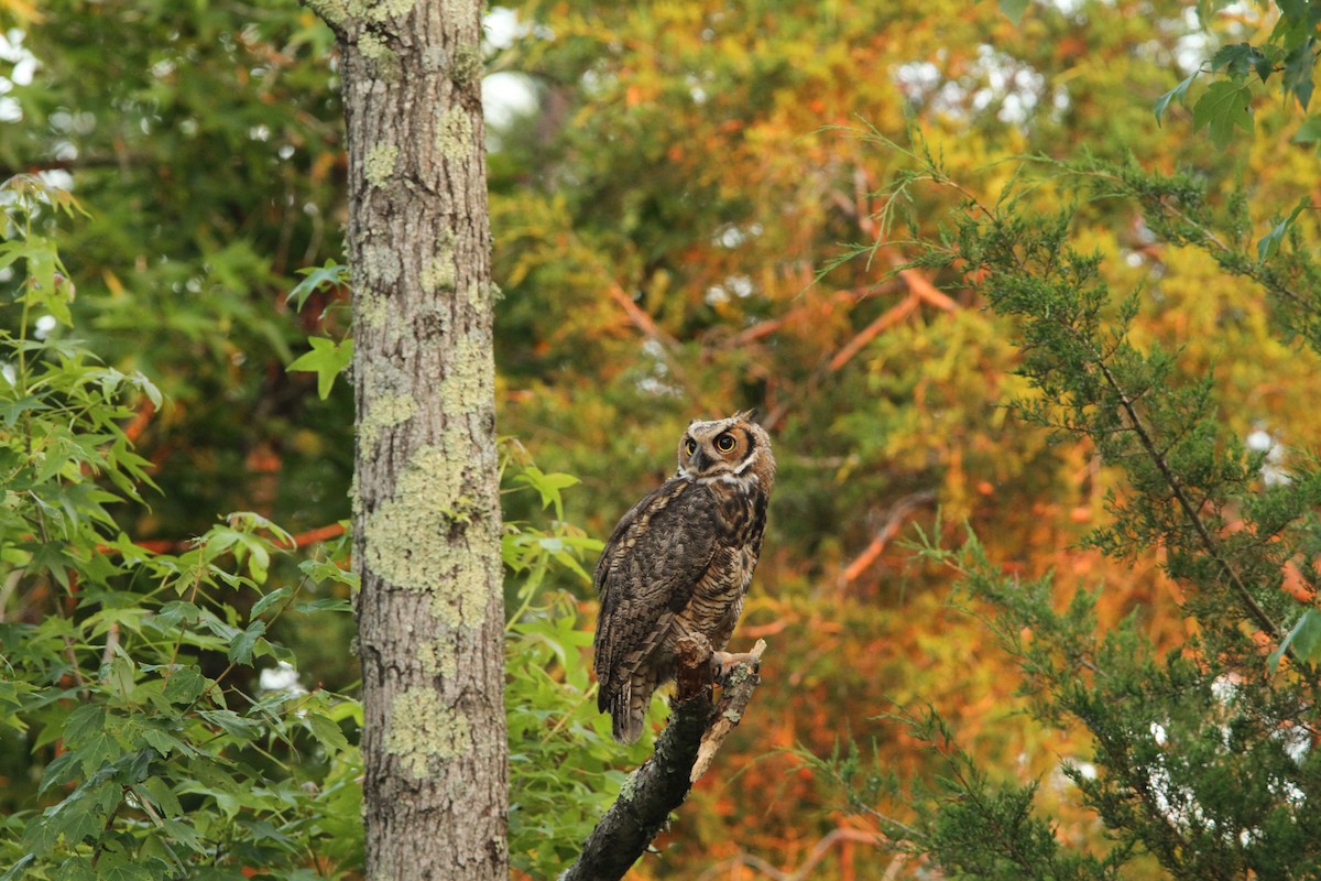 Great Horned Owl - ML620428707