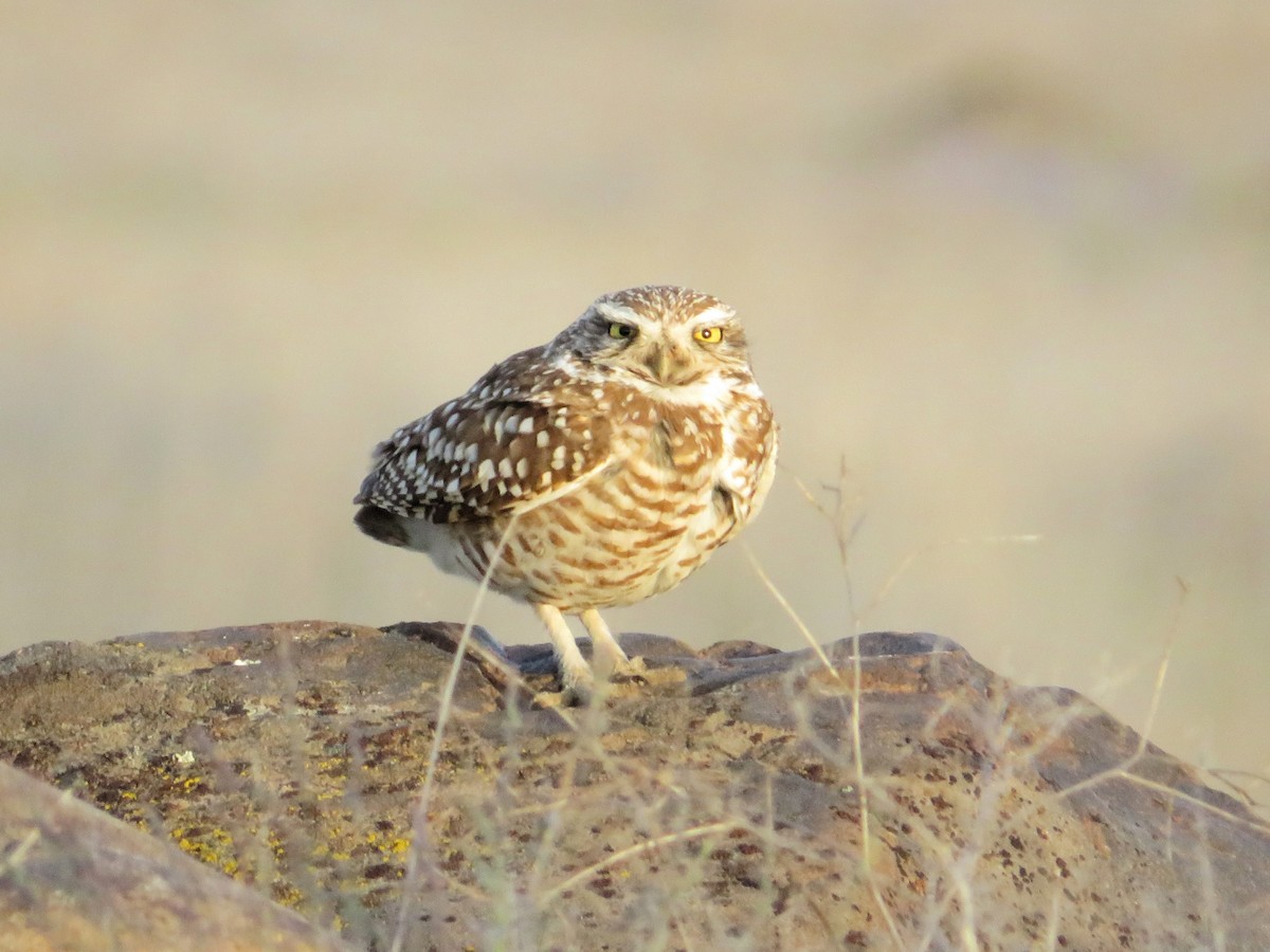 Burrowing Owl - ML620428711