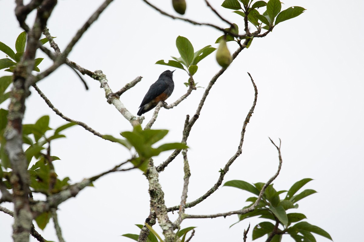 Swallow-winged Puffbird - ML620428720