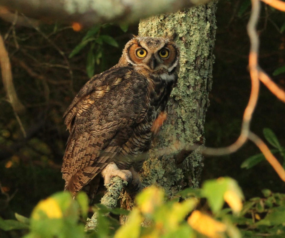 Great Horned Owl - ML620428721