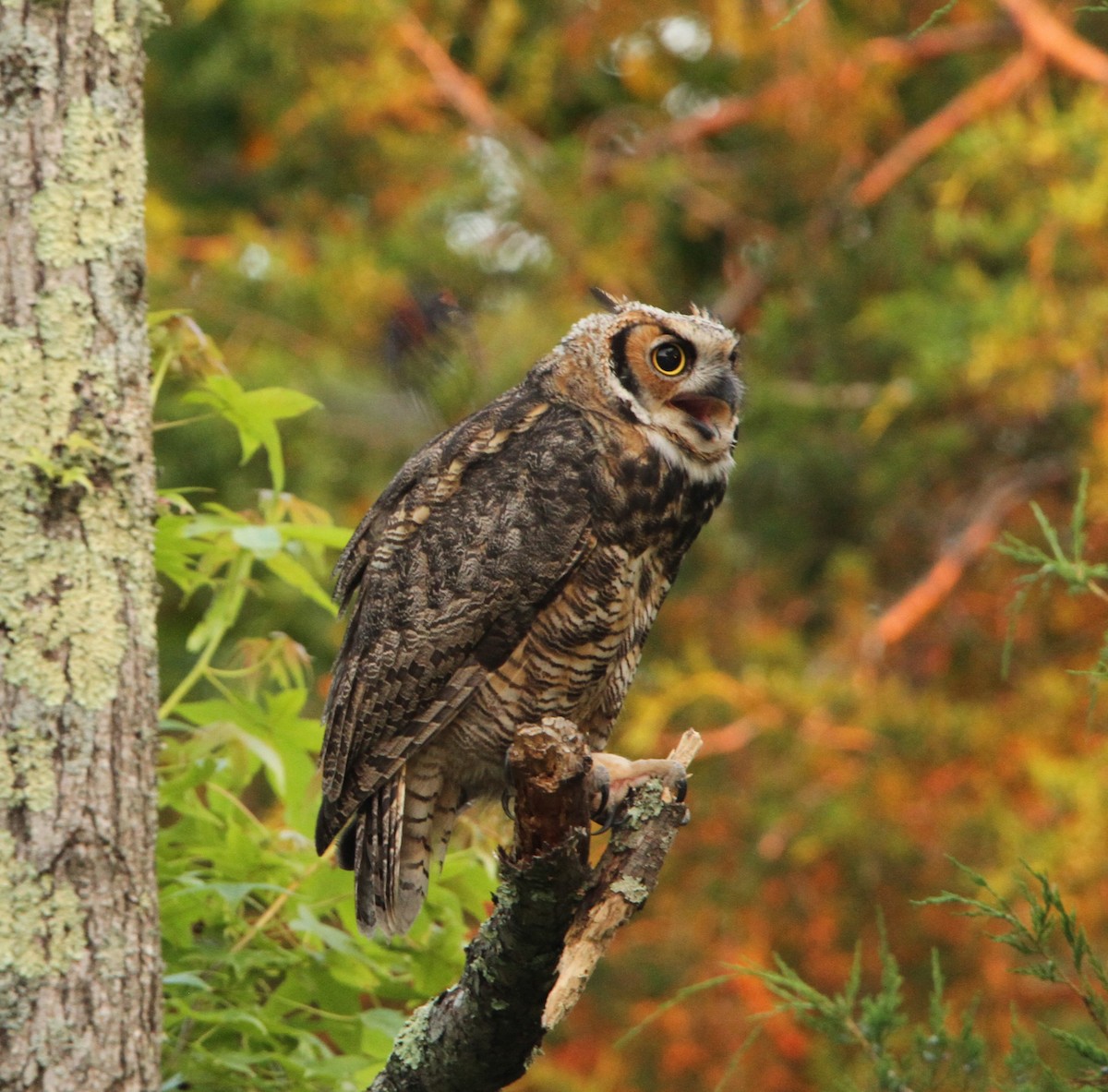 Great Horned Owl - ML620428722