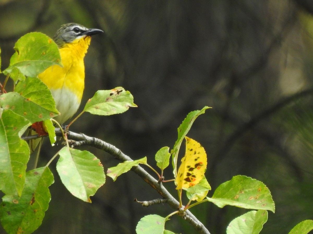 Yellow-breasted Chat - ML620428727