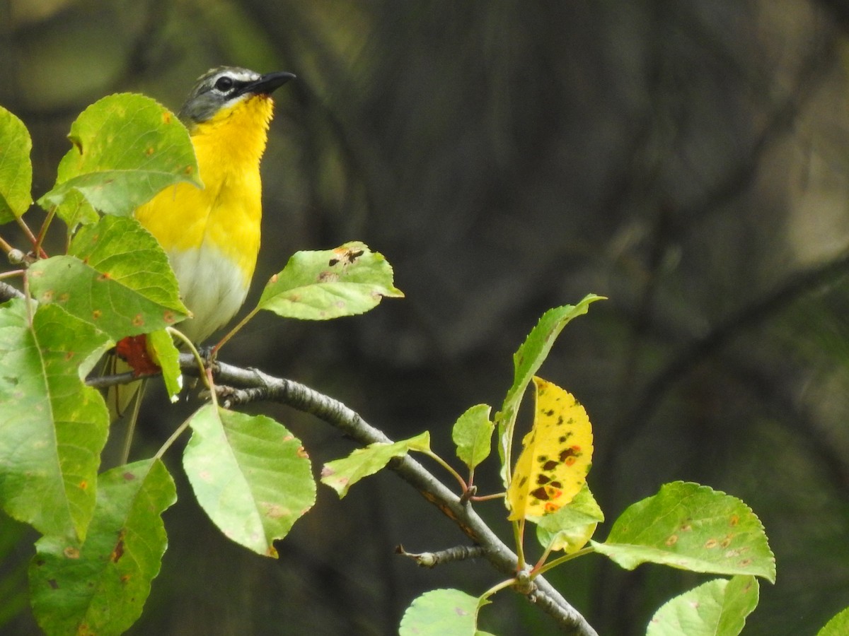 Yellow-breasted Chat - ML620428728