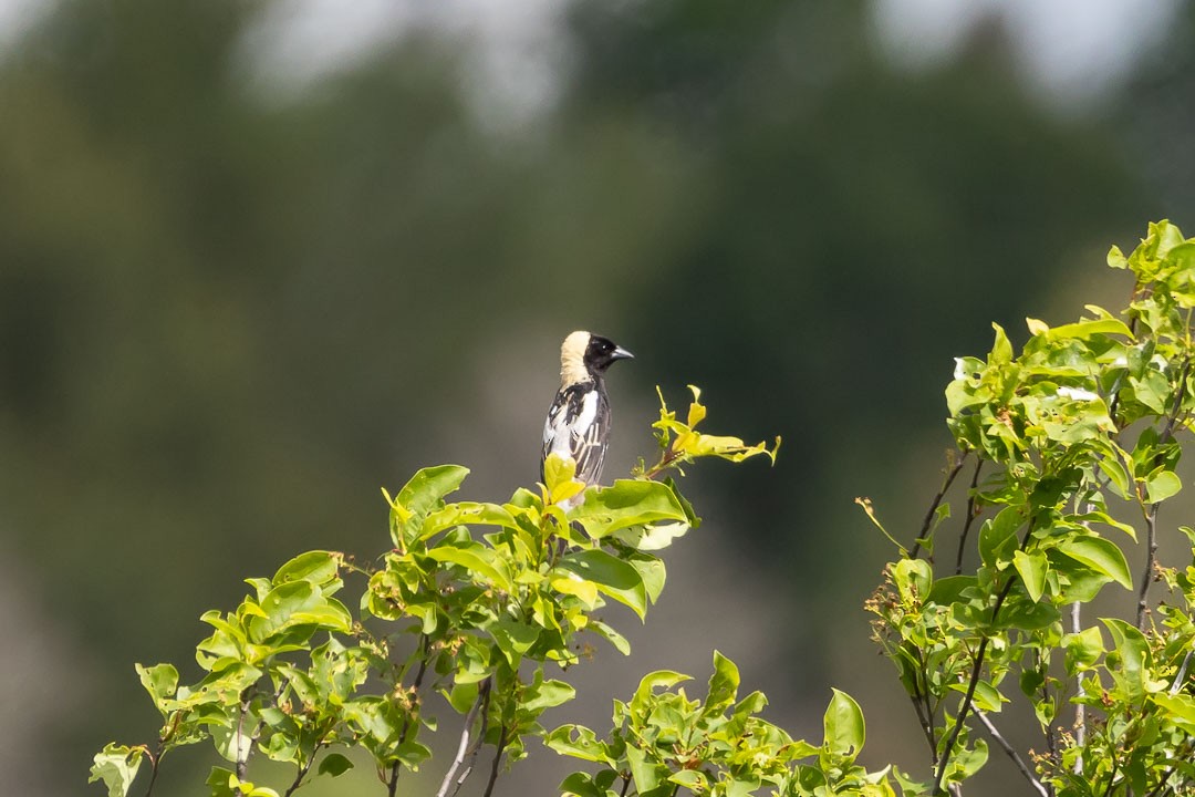 bobolink americký - ML620428731