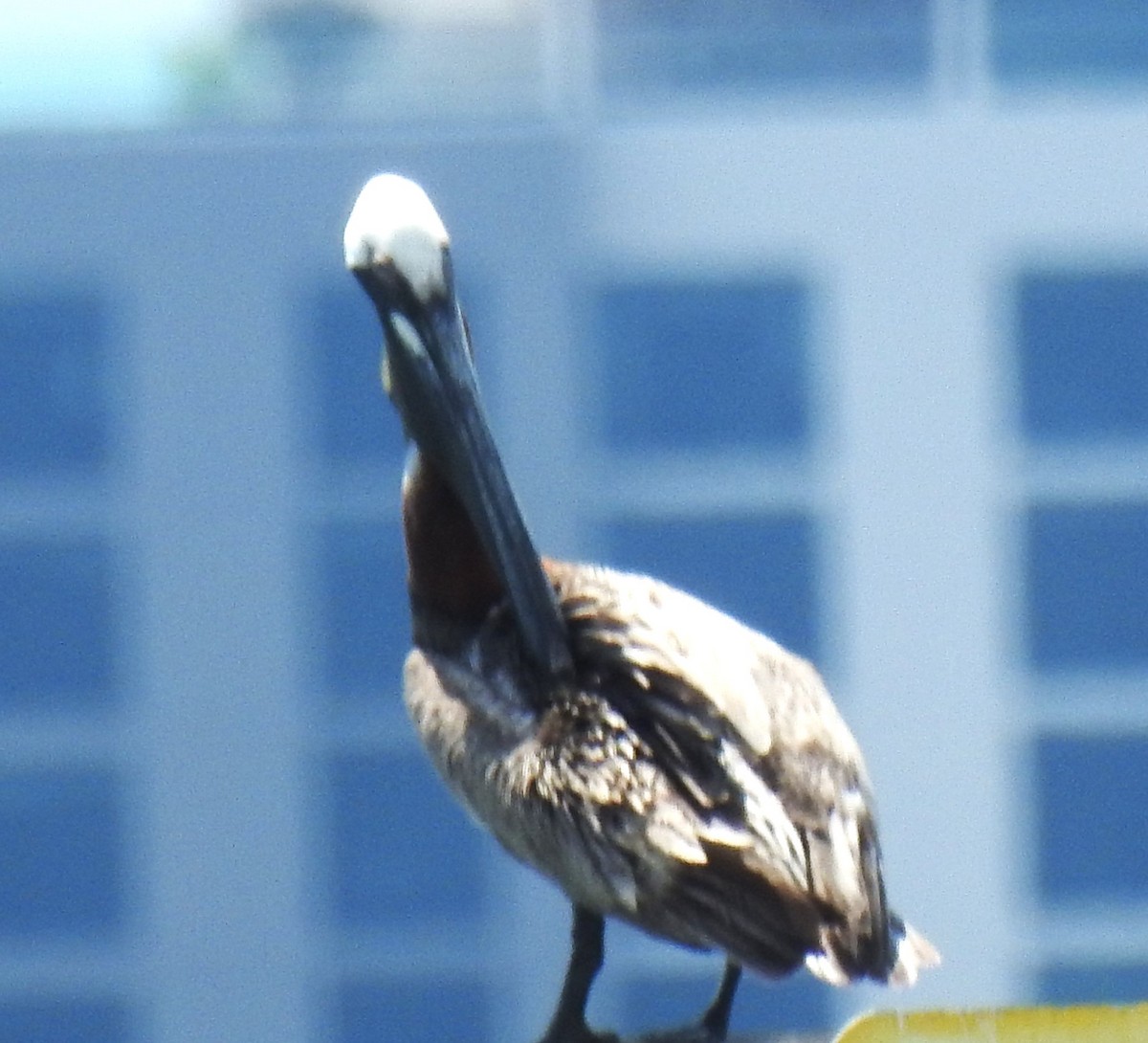 pelikán hnědý (ssp. carolinensis) - ML620428734