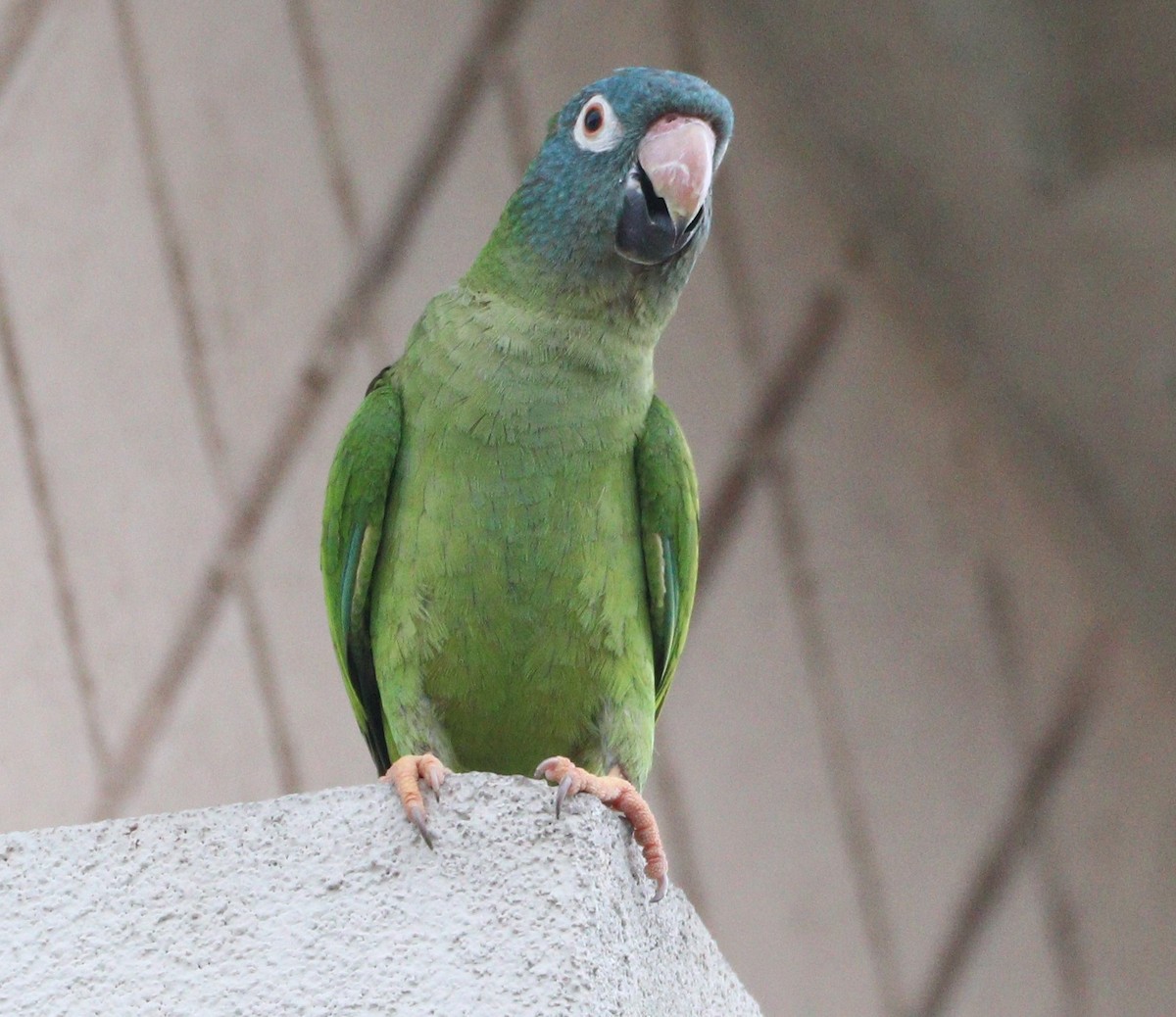 Blue-crowned Parakeet - ML620428735