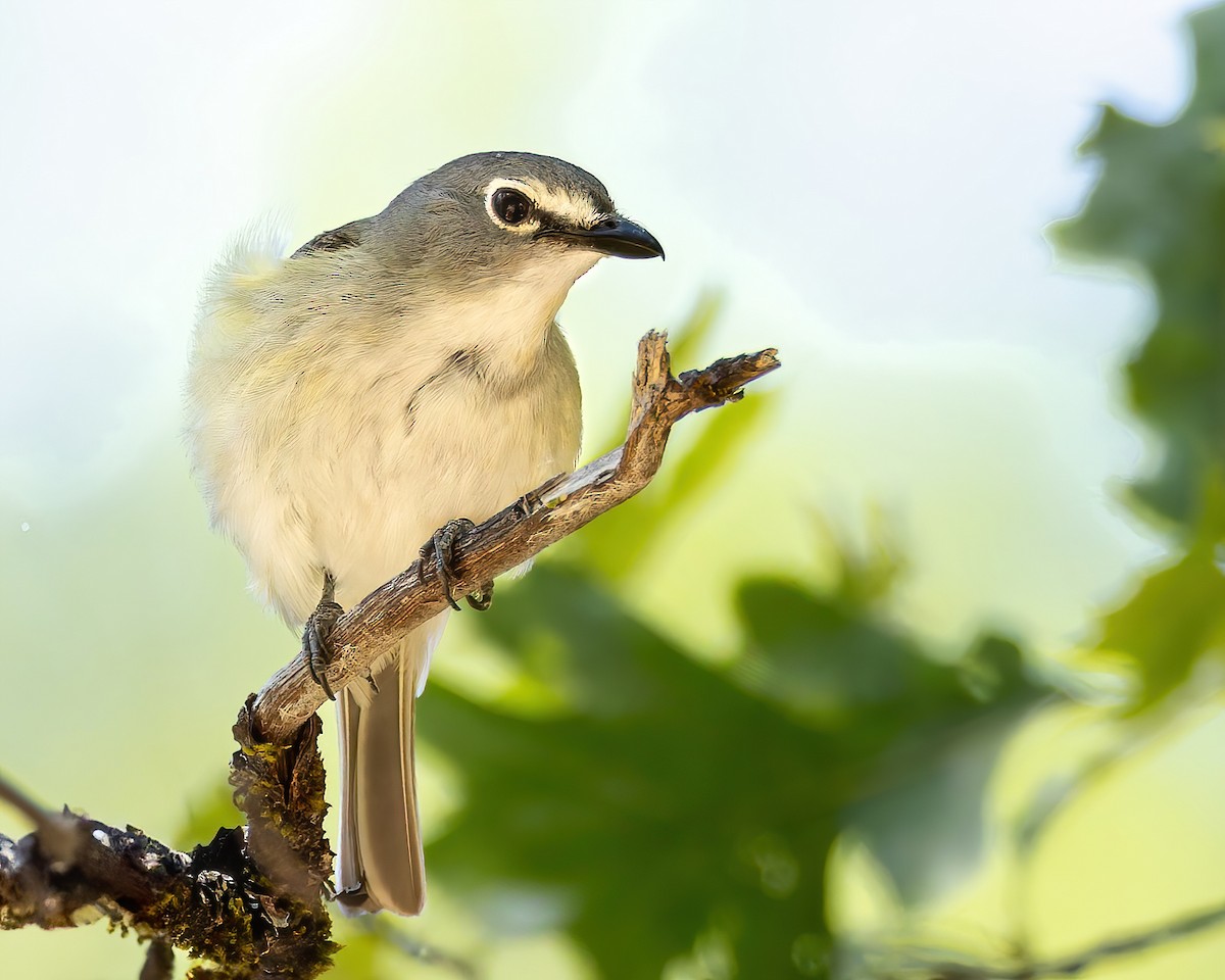 Cassin's Vireo - Mark Sawyer