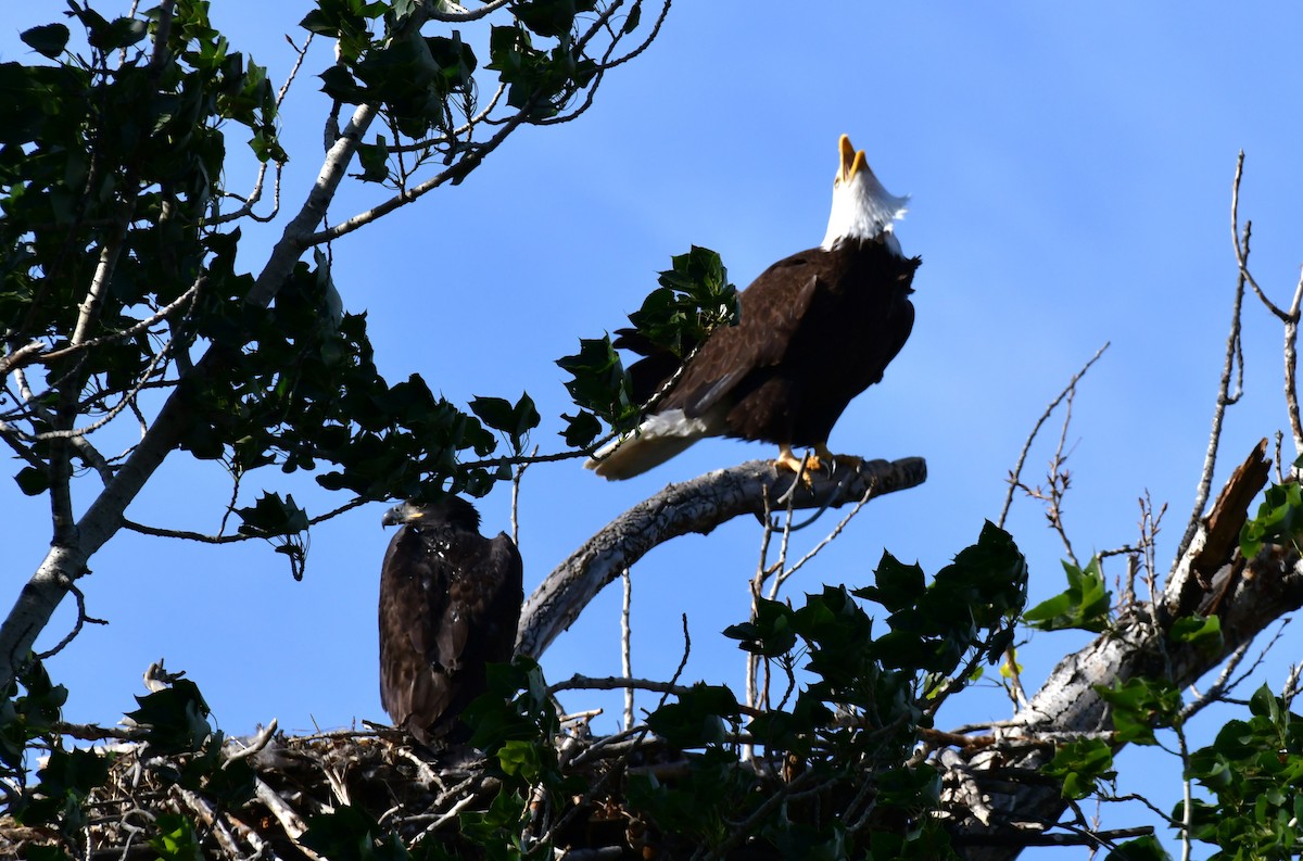 Weißkopf-Seeadler - ML620428744