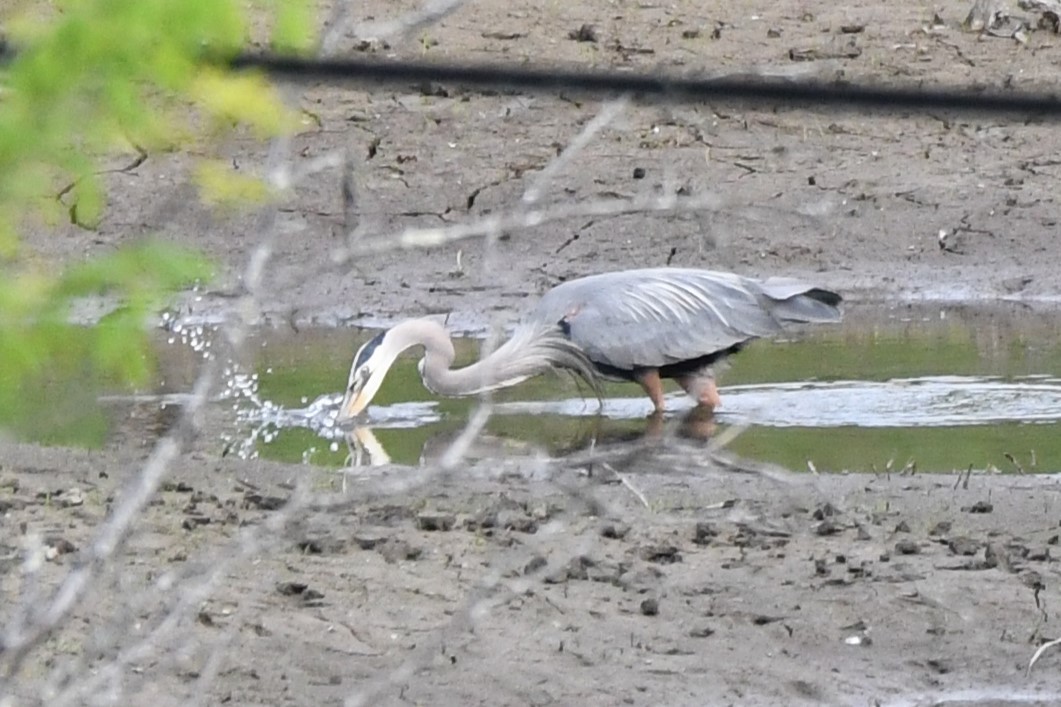 Garza Azulada - ML620428745