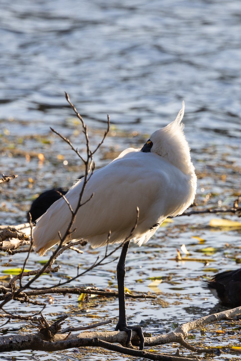 Royal Spoonbill - ML620428749