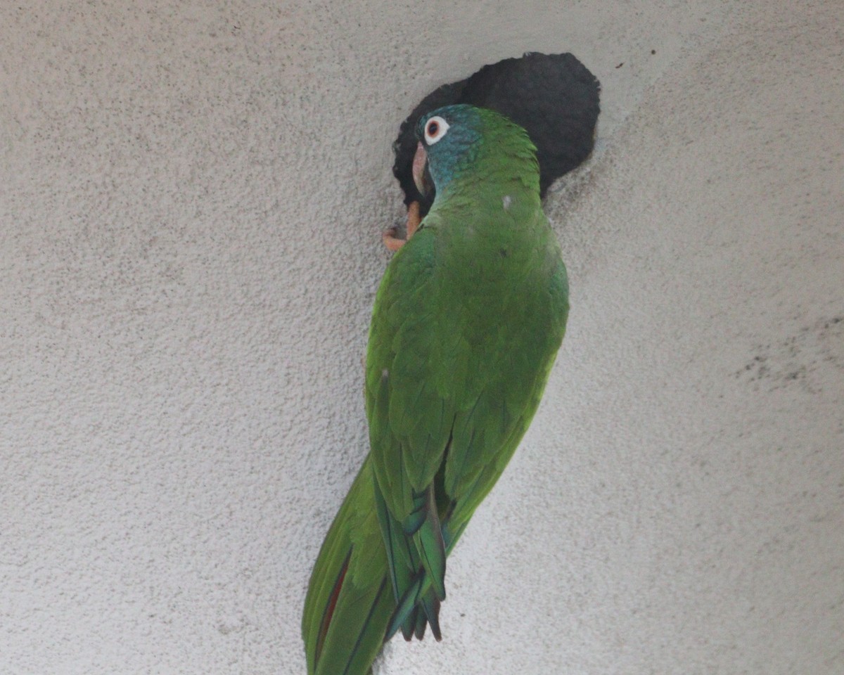 Blue-crowned Parakeet - ML620428751