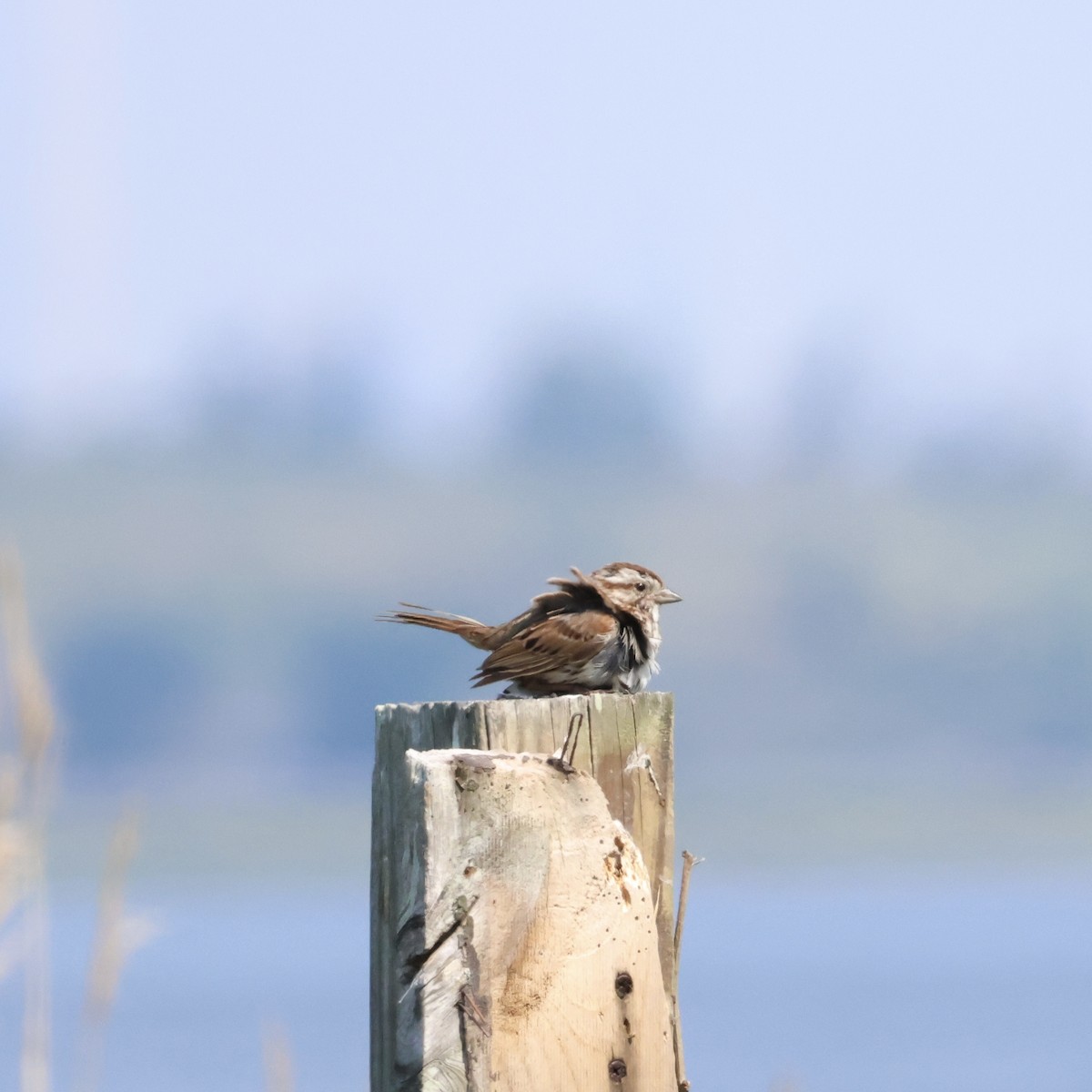 Song Sparrow - Parsley Steinweiss