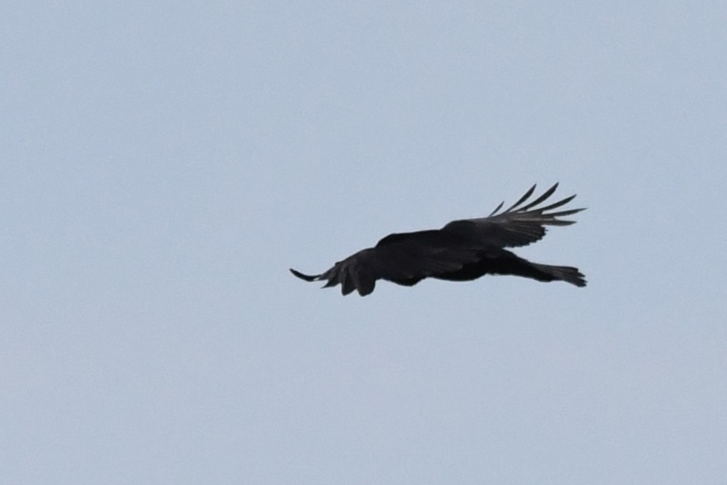 Common Raven - ML620428761