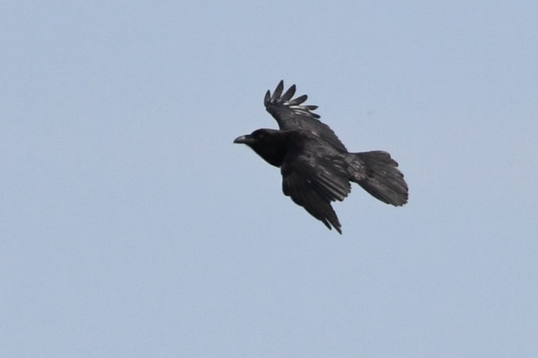 Common Raven - ML620428762