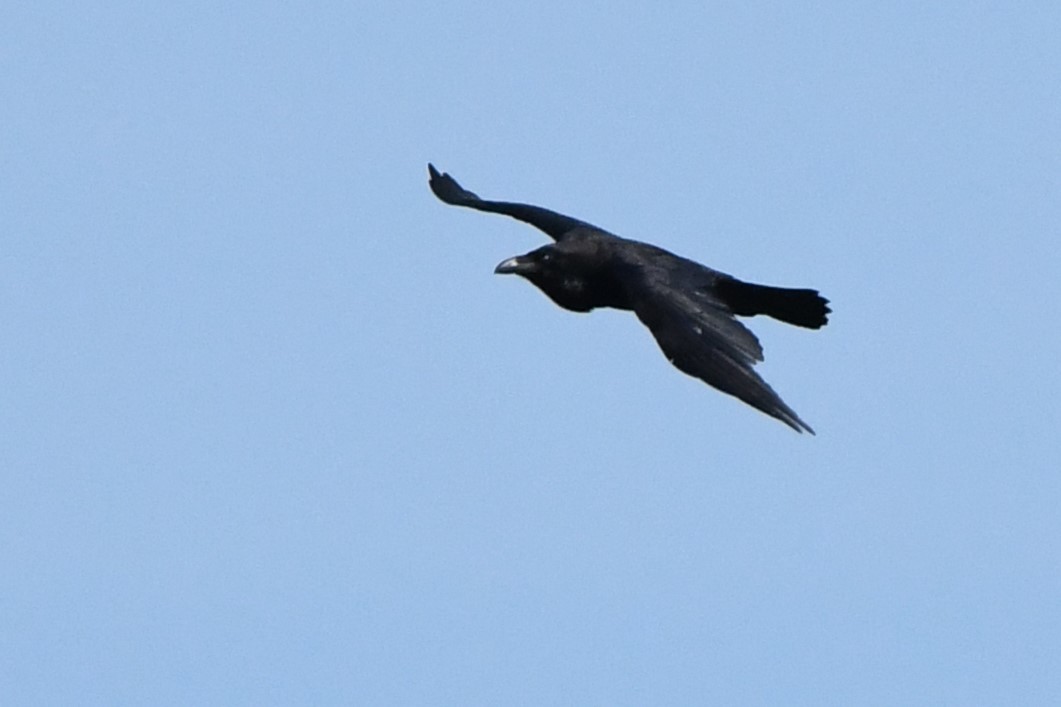 Common Raven - ML620428763