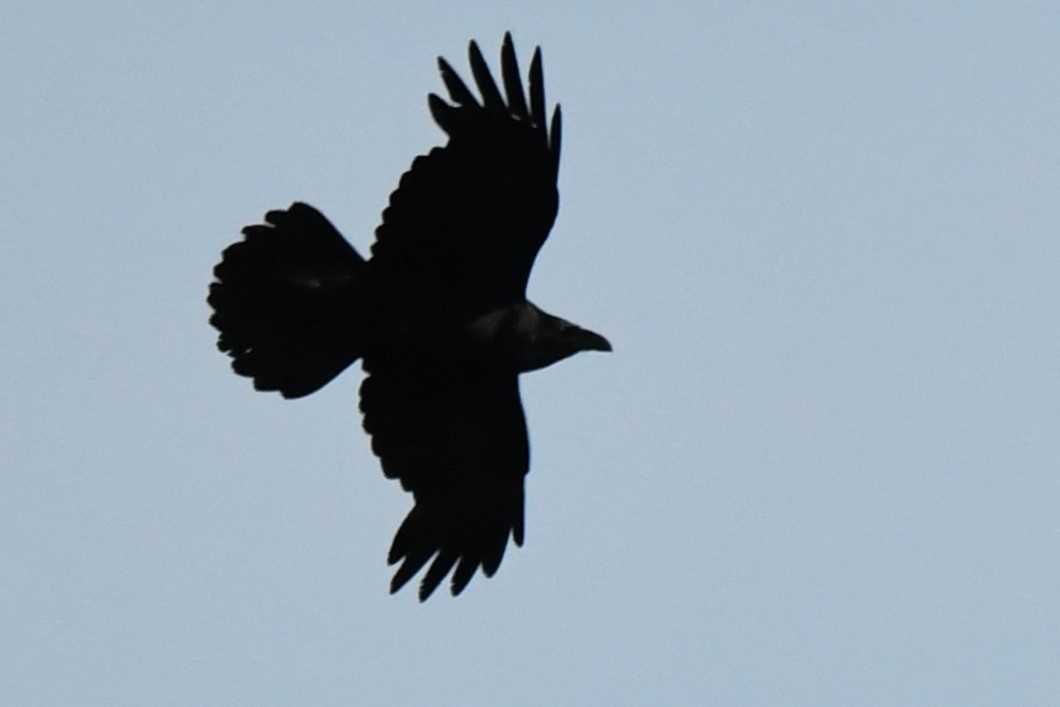 Common Raven - ML620428765