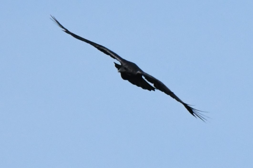 Common Raven - Bill Ostrander
