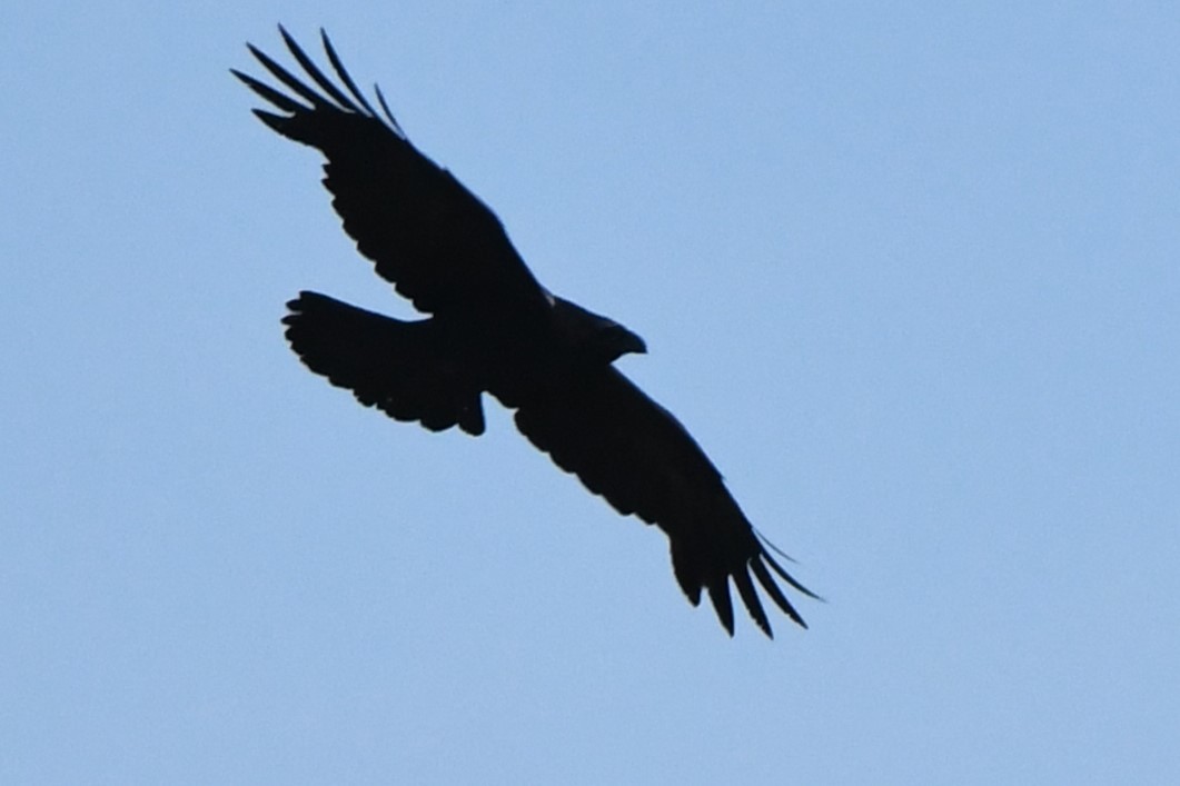 Common Raven - ML620428767