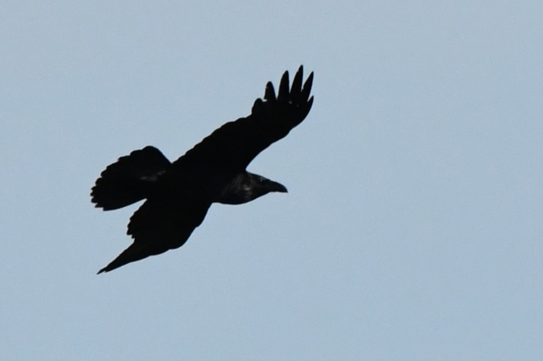 Common Raven - ML620428768
