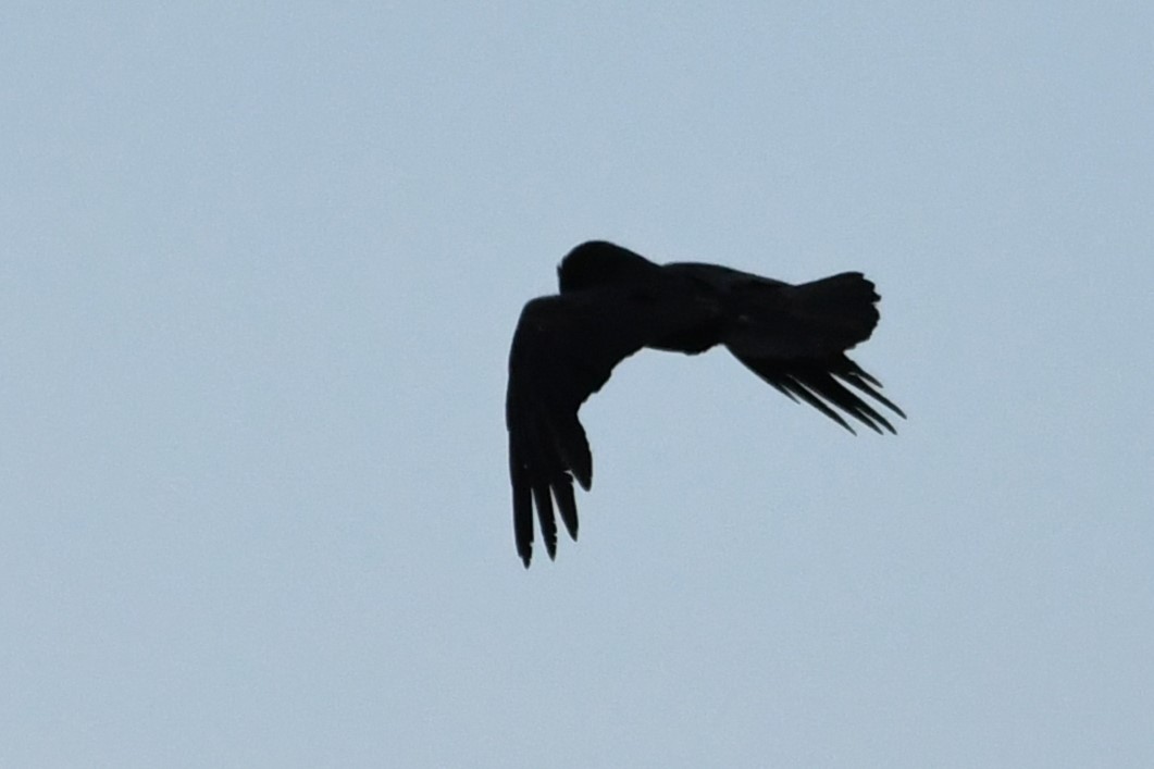 Common Raven - ML620428769