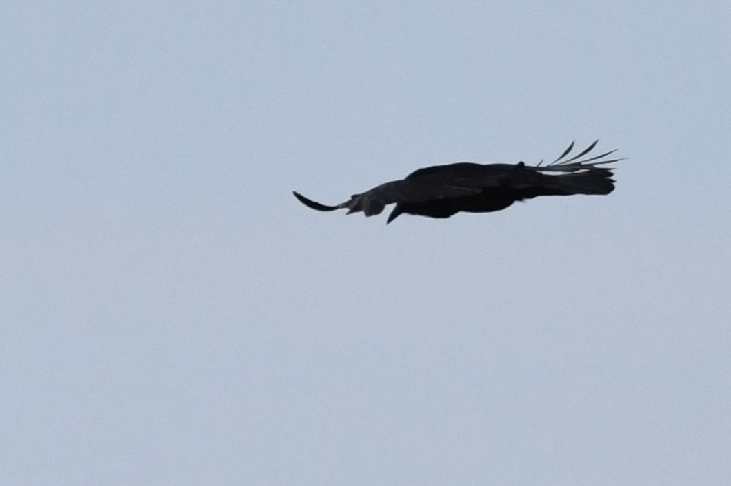 Common Raven - Bill Ostrander