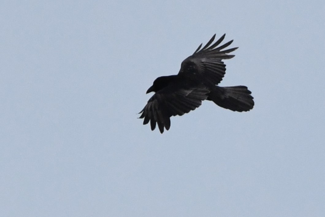 Common Raven - ML620428771