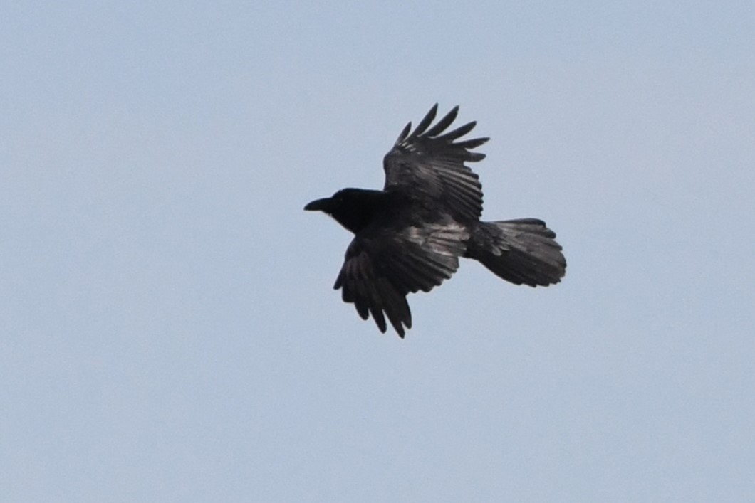 Common Raven - ML620428772