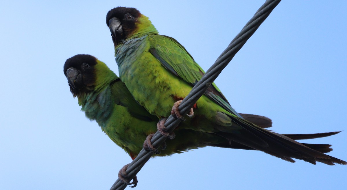 Nanday Parakeet - ML620428773