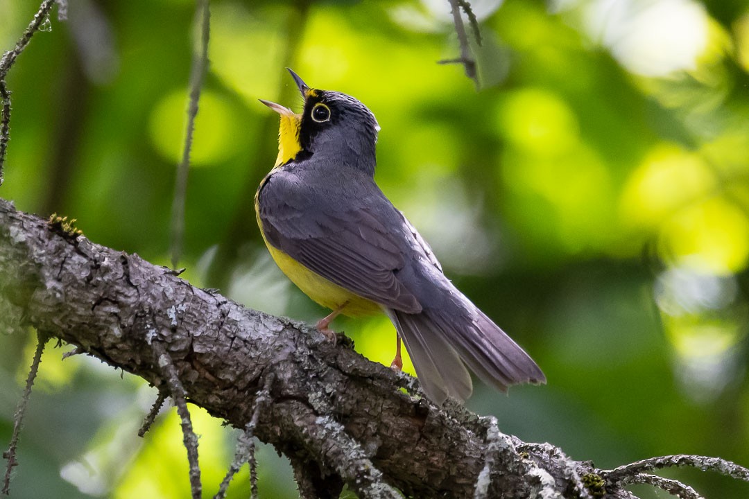 Canada Warbler - ML620428775