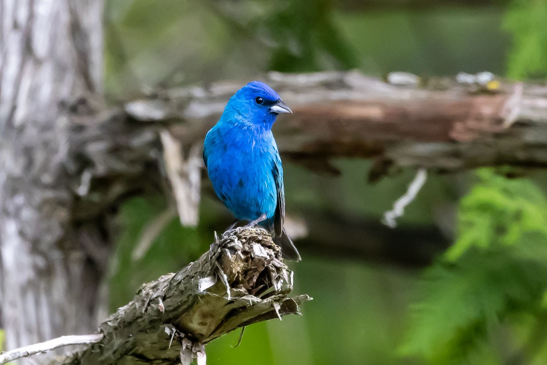 Indigo Bunting - ML620428777