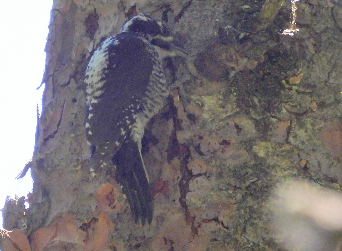 American Three-toed Woodpecker - Diana LaSarge and Aaron Skirvin