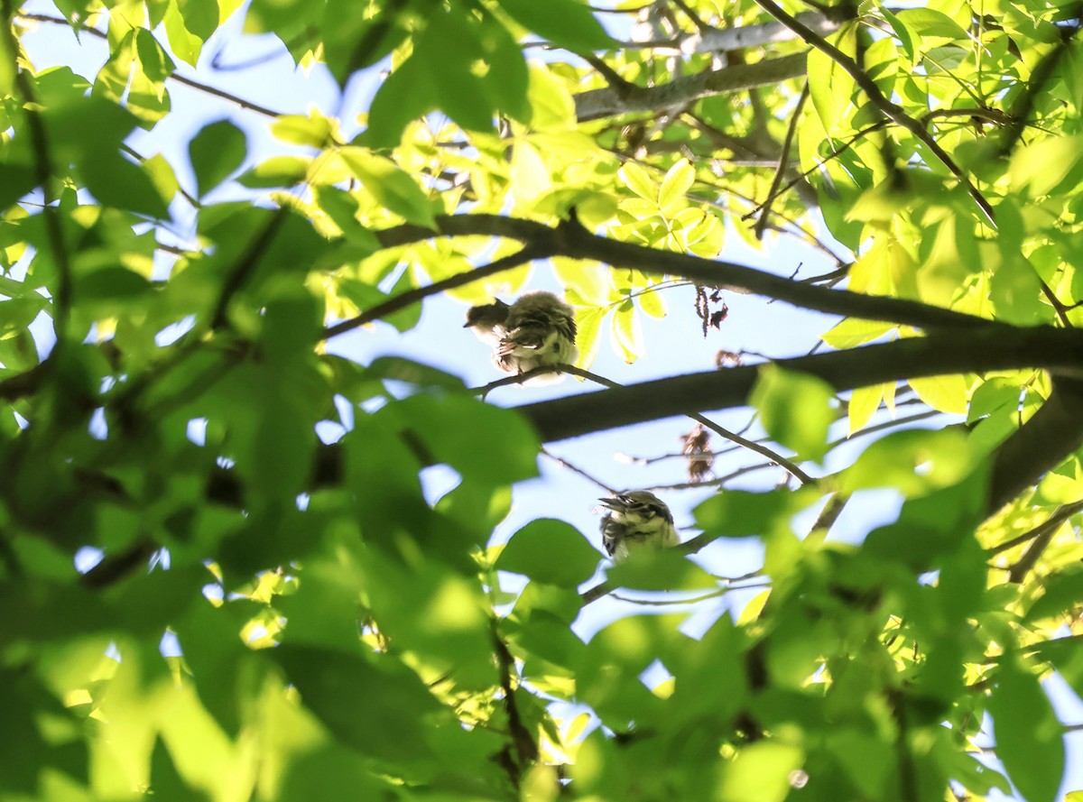 Eastern Phoebe - ML620428781