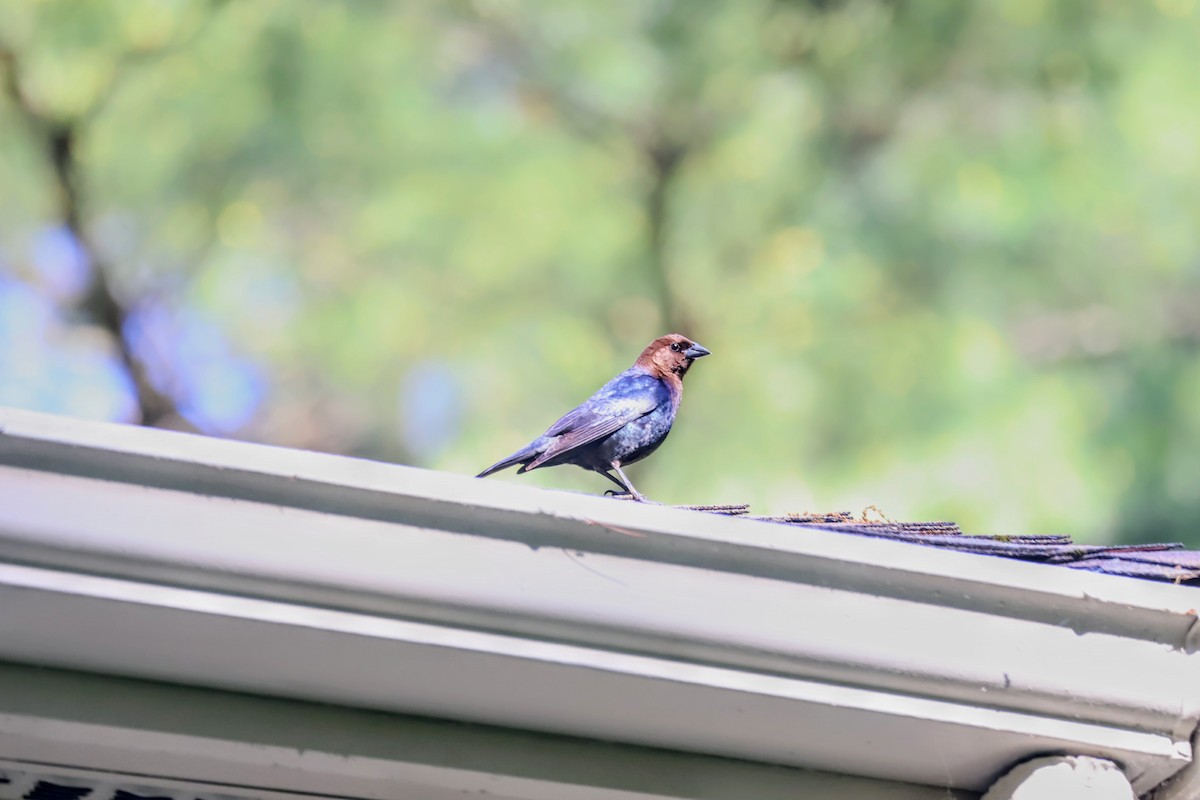 Brown-headed Cowbird - ML620428782