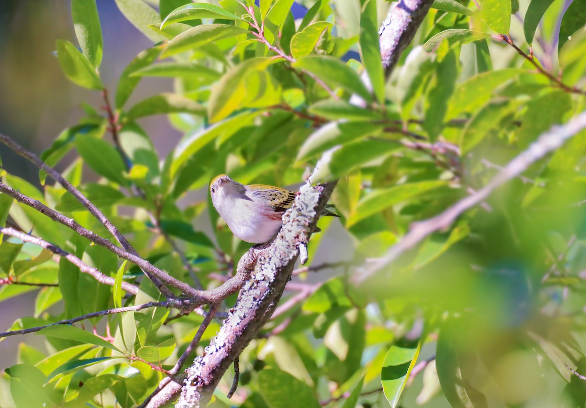 Chestnut-sided Warbler - ML620428784