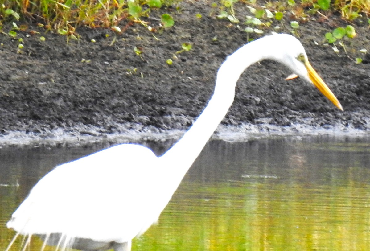 Grande Aigrette (egretta) - ML620428786