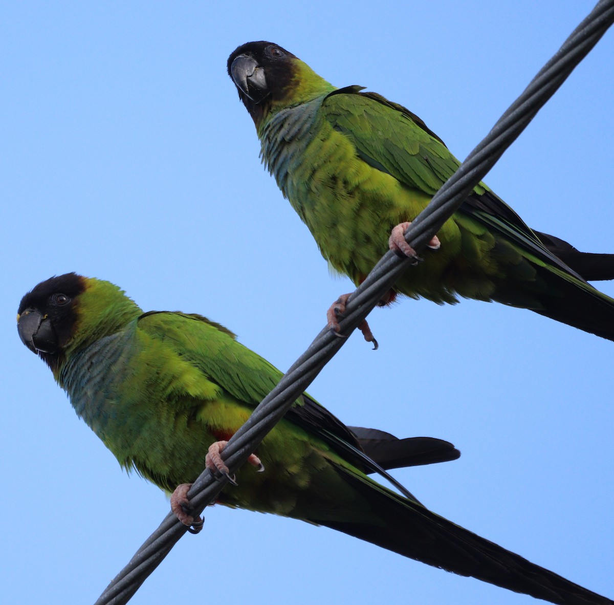 Nanday Parakeet - ML620428787