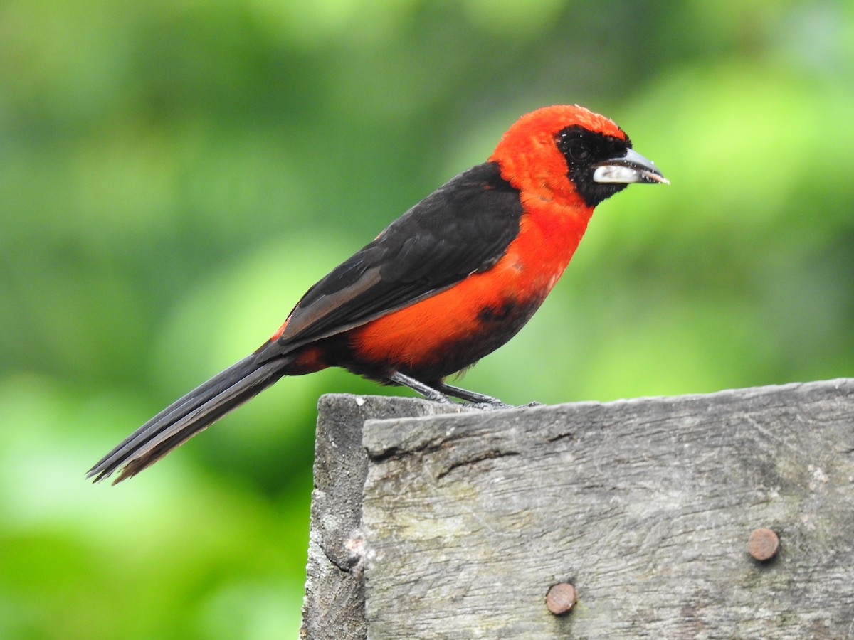 Masked Crimson Tanager - Justin Harris