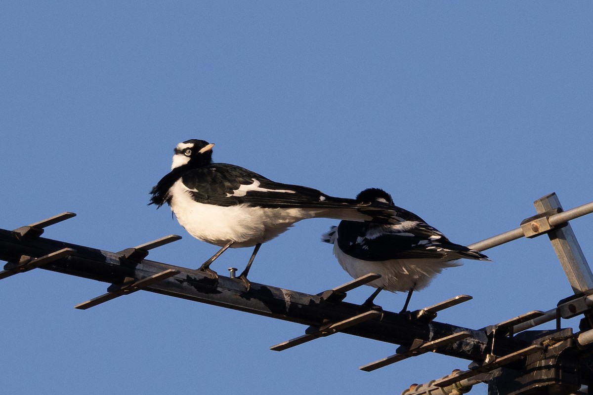 Magpie-lark - ML620428790