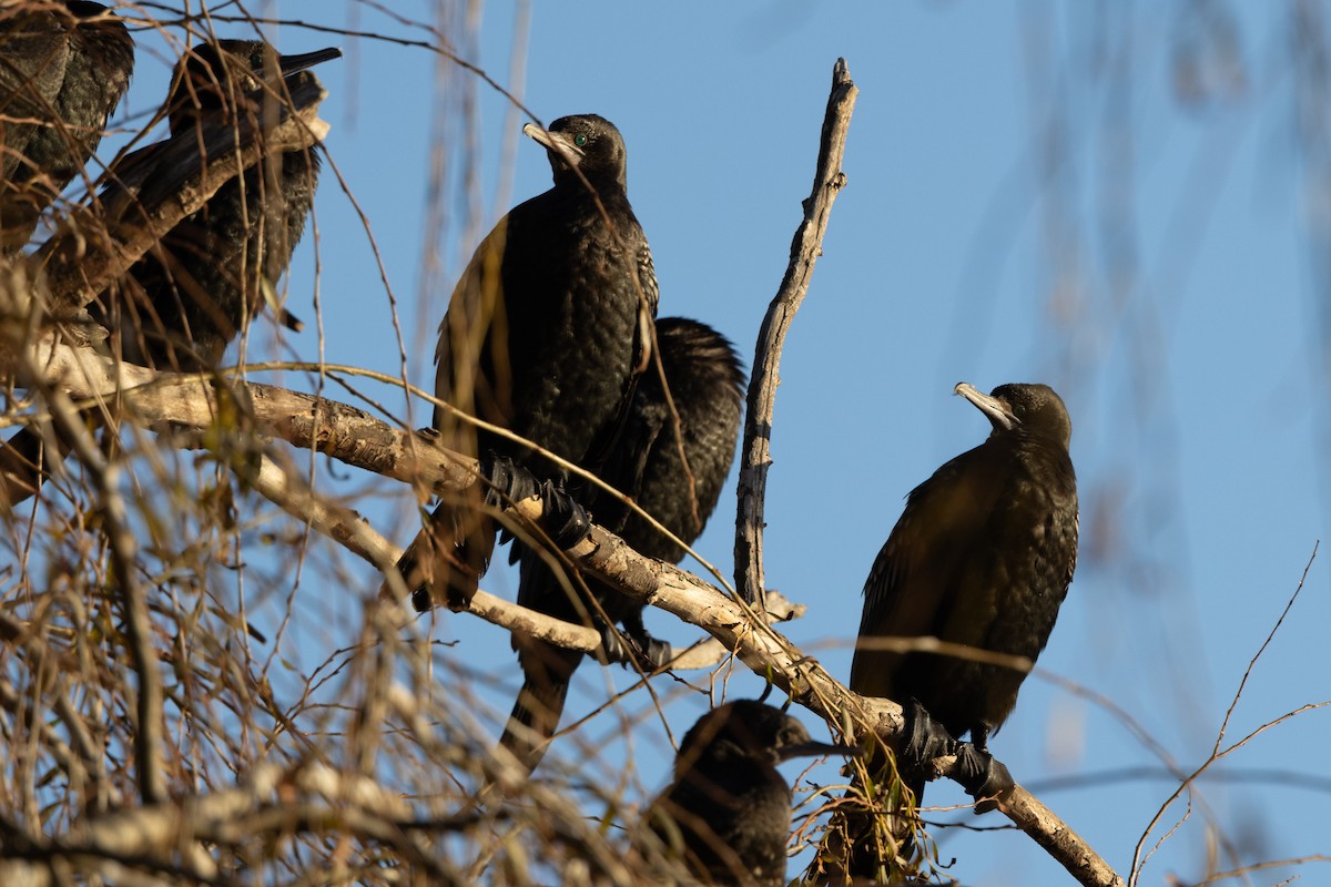 Little Black Cormorant - ML620428801