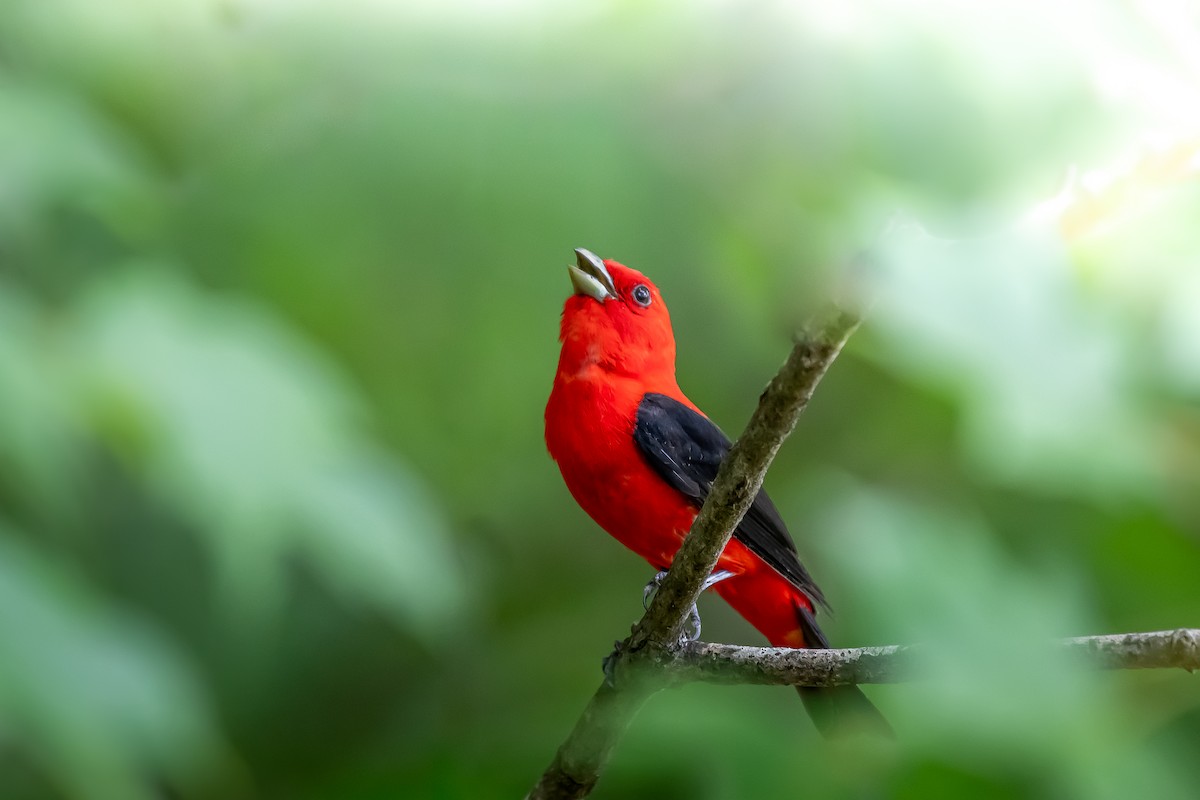 Scarlet Tanager - ML620428802