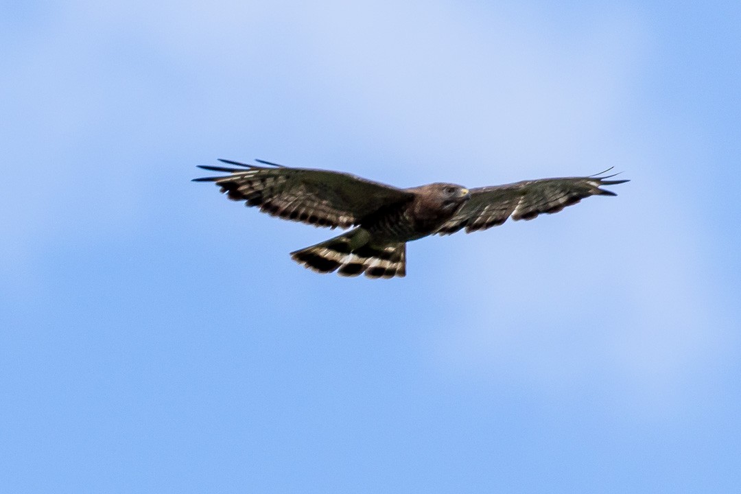 Broad-winged Hawk - ML620428803