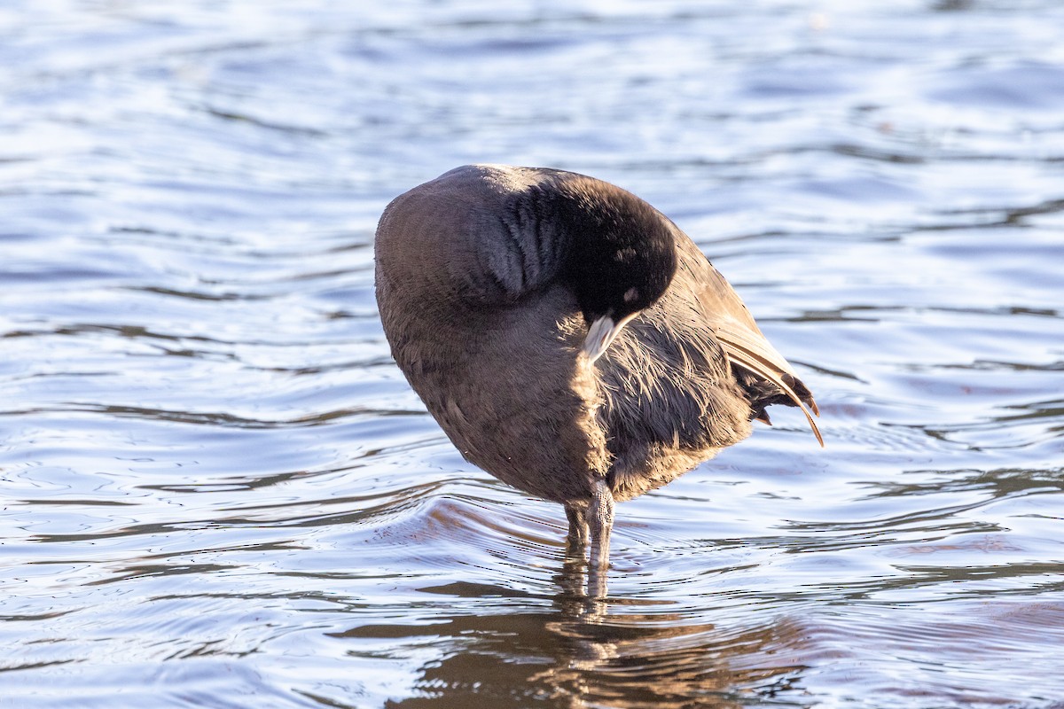 Eurasian Coot - ML620428805