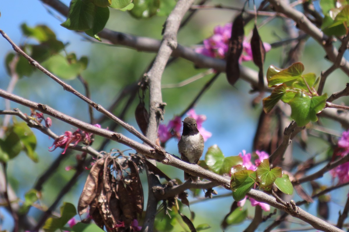 Black-chinned Hummingbird - ML620428806