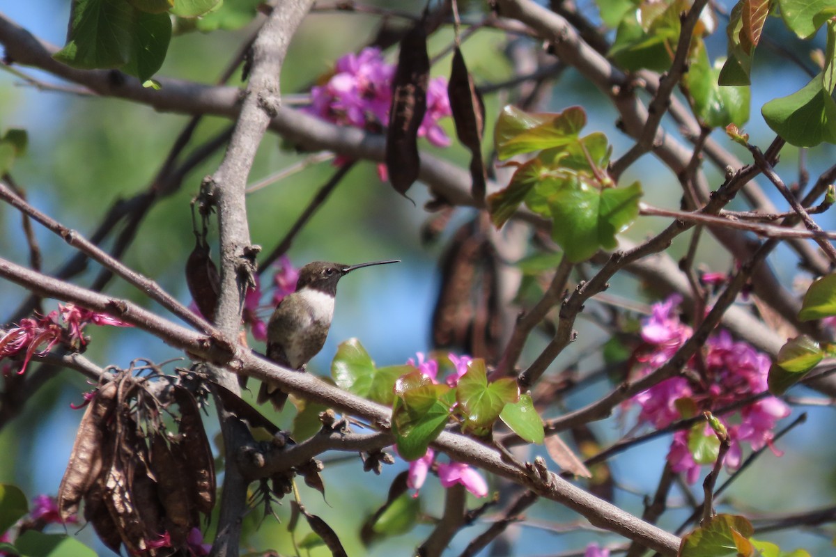 Black-chinned Hummingbird - ML620428807