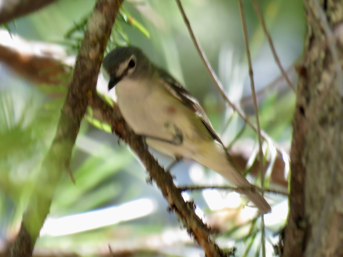 Cassin's Vireo - ML620428809