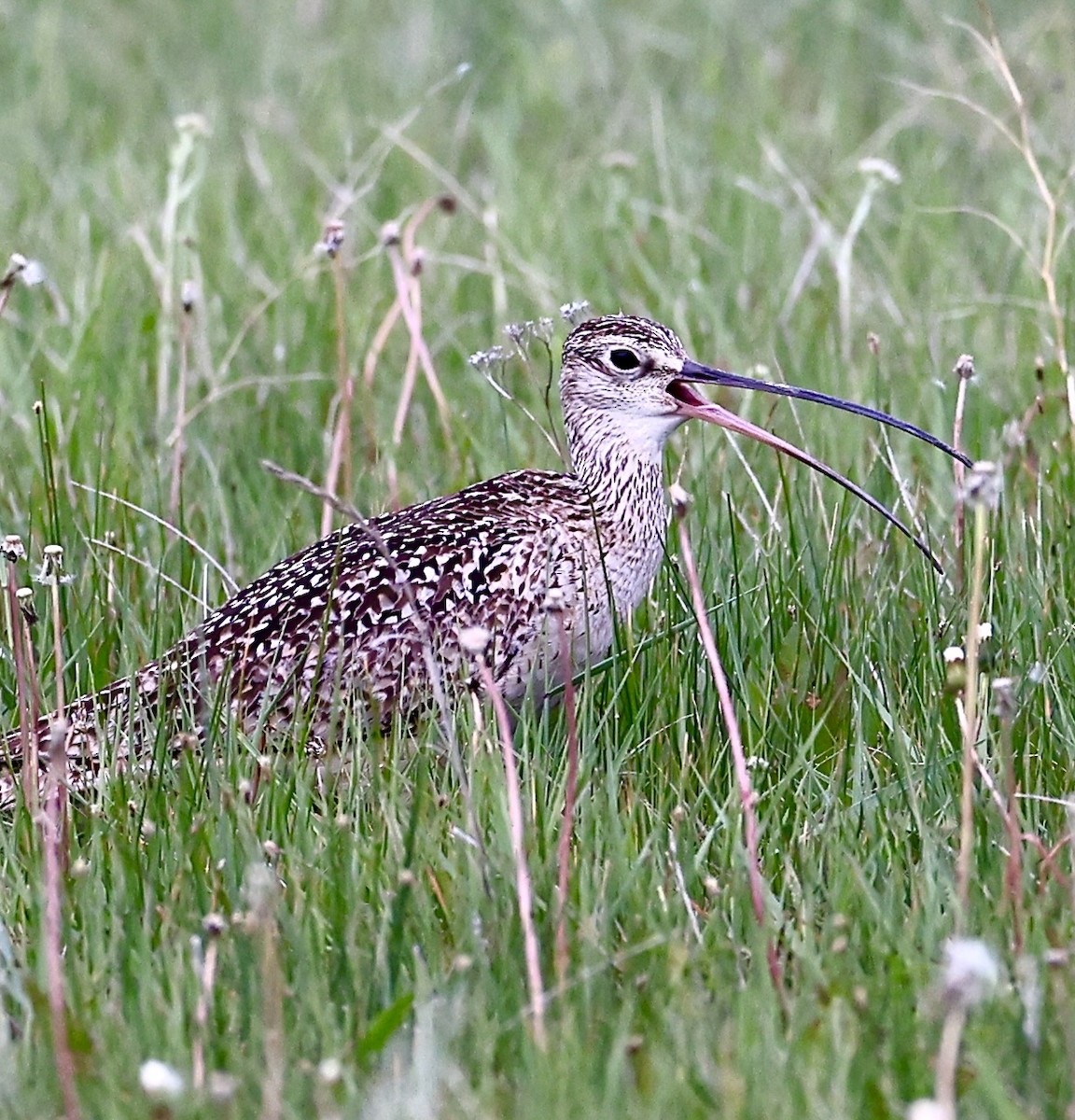 Long-billed Curlew - ML620428813