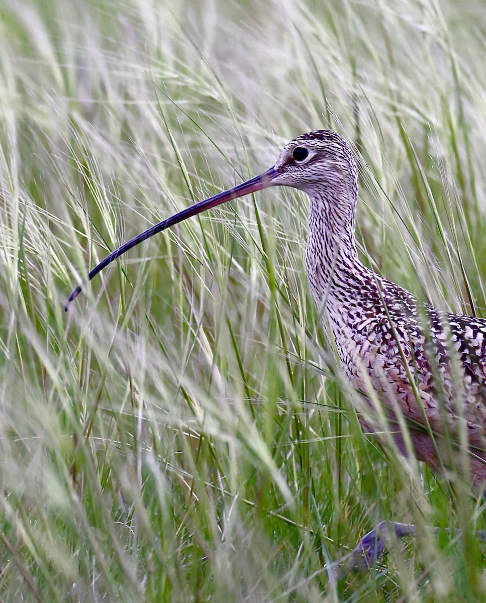 Long-billed Curlew - ML620428814