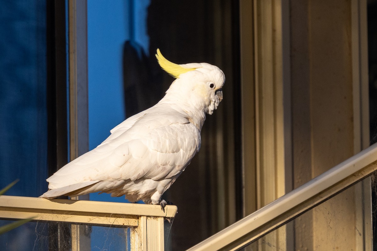 Sulphur-crested Cockatoo - ML620428816